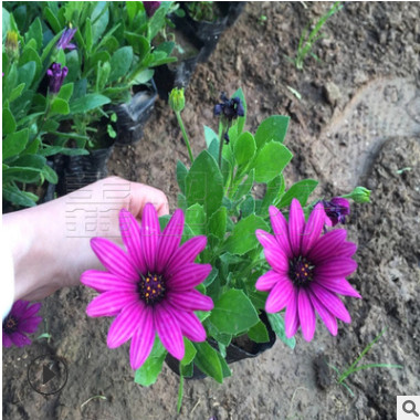 營養缽南非萬壽菊 南非萬壽菊花苗基地出售 秋季時令草花大全