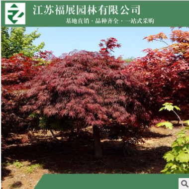 羽毛楓 高桿嫁接羽毛楓 別墅庭院造景植物基地批發(fā)