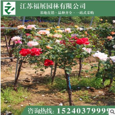 樹狀月季花 庭院栽植 多色月季 基地直銷