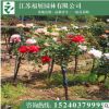 樹狀月季花 庭院栽植 多色月季 基地直銷
