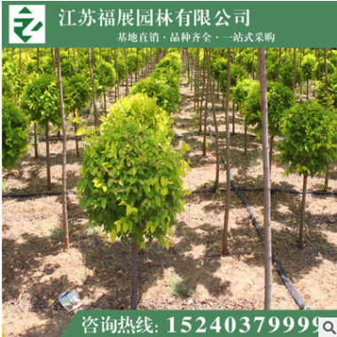 彩葉花卉 矮接金葉榆 金葉榆球 綠化工程苗 基地直銷