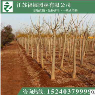 金葉槐 綠化工程苗木 行道樹基地直銷