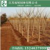 金葉槐 綠化工程苗木 行道樹基地直銷