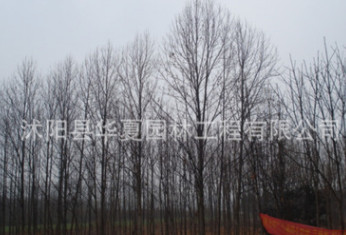 廉價出售各種規格的馬褂木綠化苗木10公分價格460元 特大馬褂木
