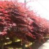 優質美國紅楓籽種價格每斤600元，各種規格美國紅楓綠化苗木