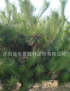 移種5年以上的黑松【地徑8公分以上】價格優(yōu)惠l量大從優(yōu)