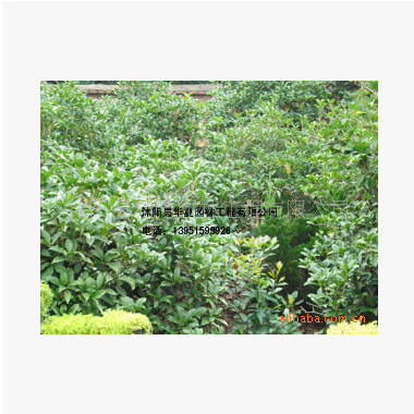 提供優(yōu)質(zhì)桂花 園林綠化 質(zhì)量保證 歡迎購買