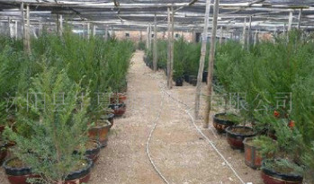 大量出售東北紅豆杉苗高120公分左右120元 其它規(guī)格和紅豆杉種子