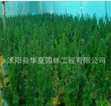 出售5年以上廉價曼地亞紅豆杉價格每棵60元 南方 美國紅豆杉