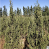 種植基地直銷塔柏 1.8米高塔柏綠化喬木樹苗批