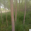廠家批發柳樹 旱柳柳樹苗 公園綠化樹苗 綠化工程喬木胸徑6-7公分