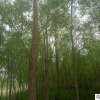 廠家批發柳樹 旱柳 柳樹苗 公園綠化樹苗 綠化工程喬木胸徑5公分
