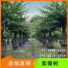 紫薇花瓶四川成都溫江紫薇造型景觀樹紫薇編藝
