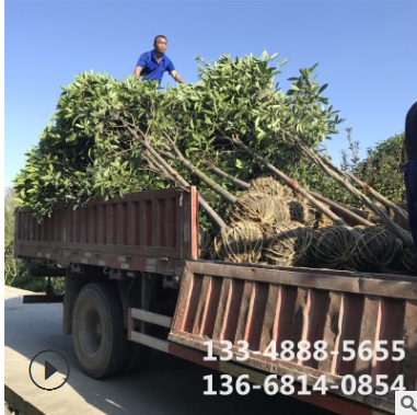 批發(fā)桂花樹 桂花樹大樹 供應(yīng)征地桂花樹成都桂花樹