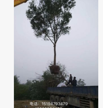 原生國槐平頭國槐大量供應 本基地大量供應