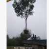 原生國槐平頭國槐大量供應 本基地大量供應