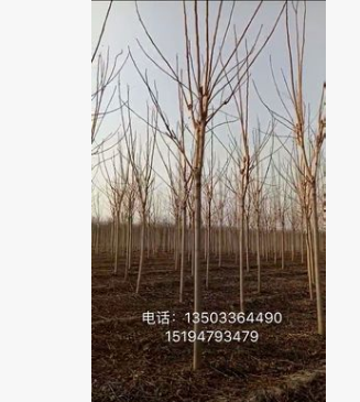 千頭椿 白皮臭椿 本基地大量供應(yīng)千頭椿 河北貨源