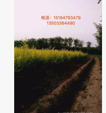 叢生金葉榆 ，基地大量供應