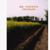 叢生金葉榆 ，基地大量供應