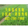 供應(yīng)山東側(cè)柏小苗