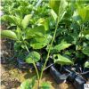 彩葉重瓣扶桑 重瓣多瓣扶桑 朱槿牡丹庭院小區綠化苗木基地直銷