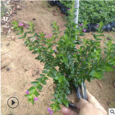 基地供應(yīng)綠化苗木孔雀梅 滿天星地被苗木 綠化苗木滿天星批發(fā)