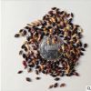 進口紫花苜蓿種子苜蓿草南方北方多年生耐寒牛羊兔牧草