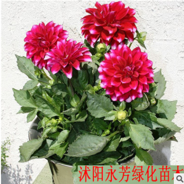 大麗花種球 球根花卉 地瓜花球根 帶根發貨