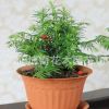 帶果實發貨 曼地亞紅豆杉樹苗 盆栽紅豆杉小苗 凈化空氣 易成活