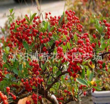 供應綠化苗木 灌木類【火棘球】火把果.救軍糧.紅子刺 規格齊全