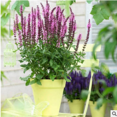 彩包香草種子 花園鼠尾草種子 又稱普通鼠尾草/庭園鼠尾草 約30粒
