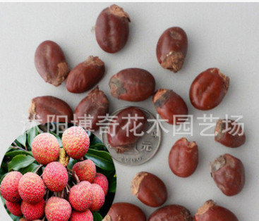 供應番荔枝種子 鳳梨釋迦 水果種子 發芽率高 合適各地種植