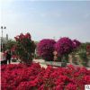 簕杜鵑 園林種植基地供應(yīng)葫蘆造型三角梅 城市綠化簕杜鵑觀賞盆栽
