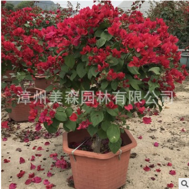 基地直供三角梅葉子花盆栽 潮州紅中國紅苗圃基地一手貨源直銷