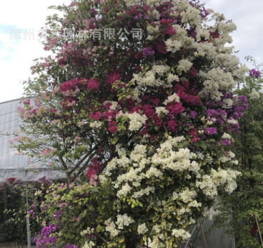 三角梅葉子花 園林基地直銷家居庭院常綠無刺多色嫁接三角花盆栽
