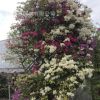 三角梅葉子花 園林基地直銷家居庭院常綠無刺多色嫁接三角花盆栽