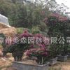 三角梅葉子花 動物造型 龍 百畝基地三角梅種植基地量大從優(yōu)