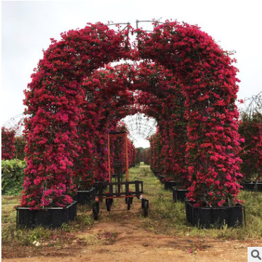 愛心拱門植物 園林基地供應(yīng)婚慶現(xiàn)場愛心拱門植物工藝造型三角花