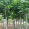 基地供應(yīng)綠化工程苗木 七葉樹 七葉樹小苗 行道樹 規(guī)格齊全