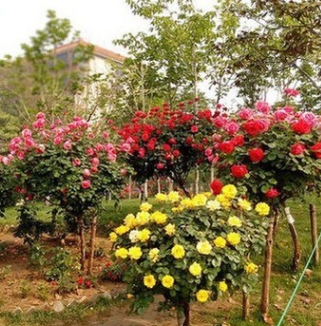 批發樹狀月季花 月季樹花苗 樹形月季 高檔樹樁當年開花3公分粗