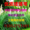 優質矮蒲葦 矮蒲葦 全國大量供應各種水生植物