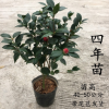 紅赤丹山茶花盆栽六角大紅樹室內外帶花苞花卉綠植盆栽龍巖茶花