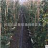 基地直銷爬藤植物歐月大苗藤本月季苗 品種月季花苗 1.5米以上