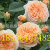 庭院攀援花卉爬藤格麗特王妃勤花多季藤本庭院種植盆栽觀花花卉