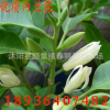 白蘭樹苗 高檔盆栽花卉 濃香綠植 凈化空氣 白蘭花苗