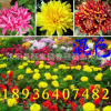 盆栽菊花 四季菊花 菊花盆栽 菊花苗 當年開花賽蘭花 四季開花