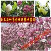 庭院植物玉蘭樹苗 廣玉蘭 紫玉蘭 白玉蘭 黃玉蘭 批發玉蘭花苗