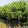 紅豆杉基地批發(fā)供應(yīng)供應(yīng)別墅園林綠化工程用苗8-10公分紅豆杉