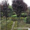 湖南紅葉李基地供應(yīng)別墅園林景觀(guān)綠化落葉喬木6-8公分紅葉李