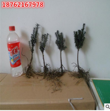 批發(fā)基地直銷 紅豆杉樹苗 紅豆杉盆栽苗